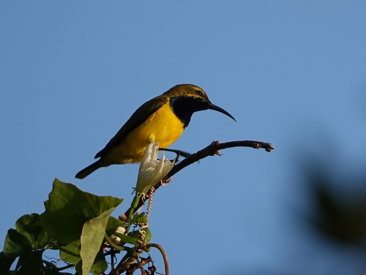 Sahul Sunbird - ML622687176