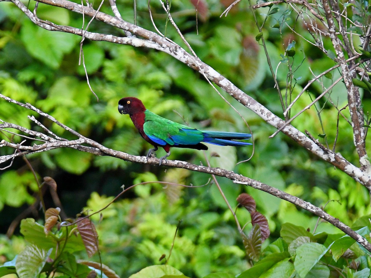 Red Shining-Parrot - ML622687250