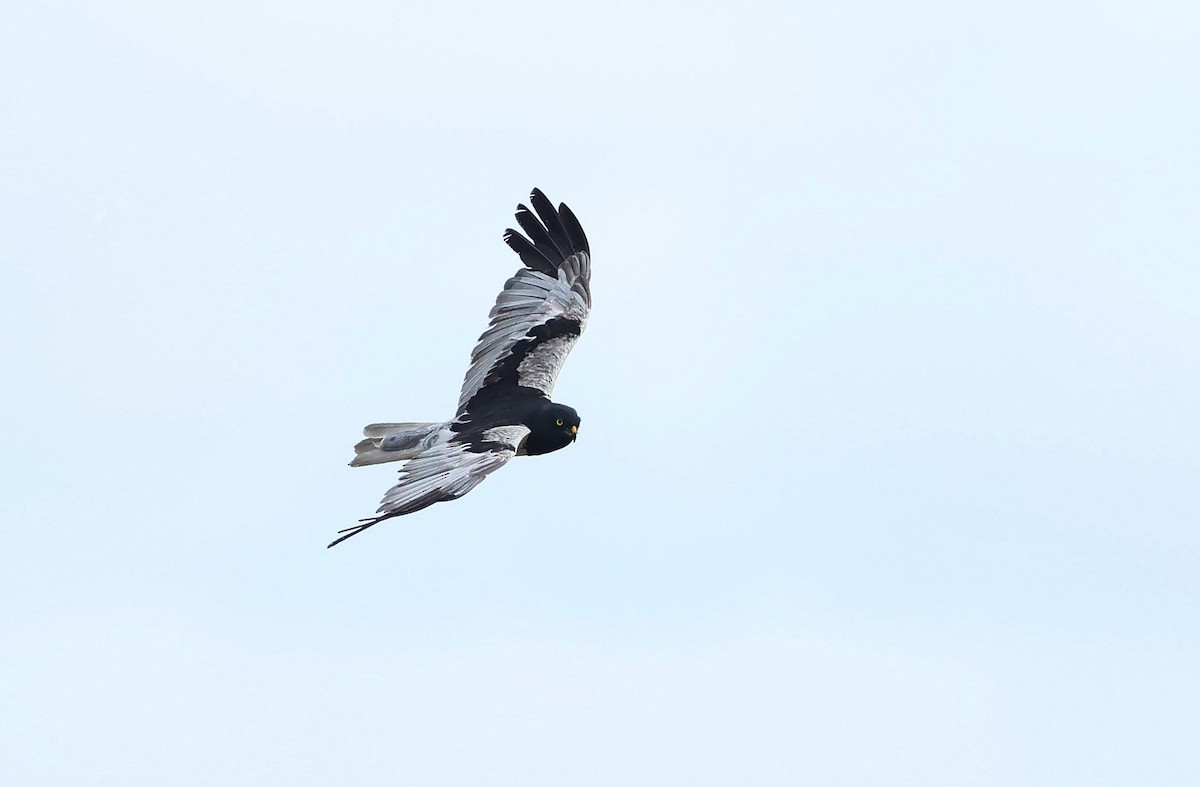 Pied Harrier - ML622687260