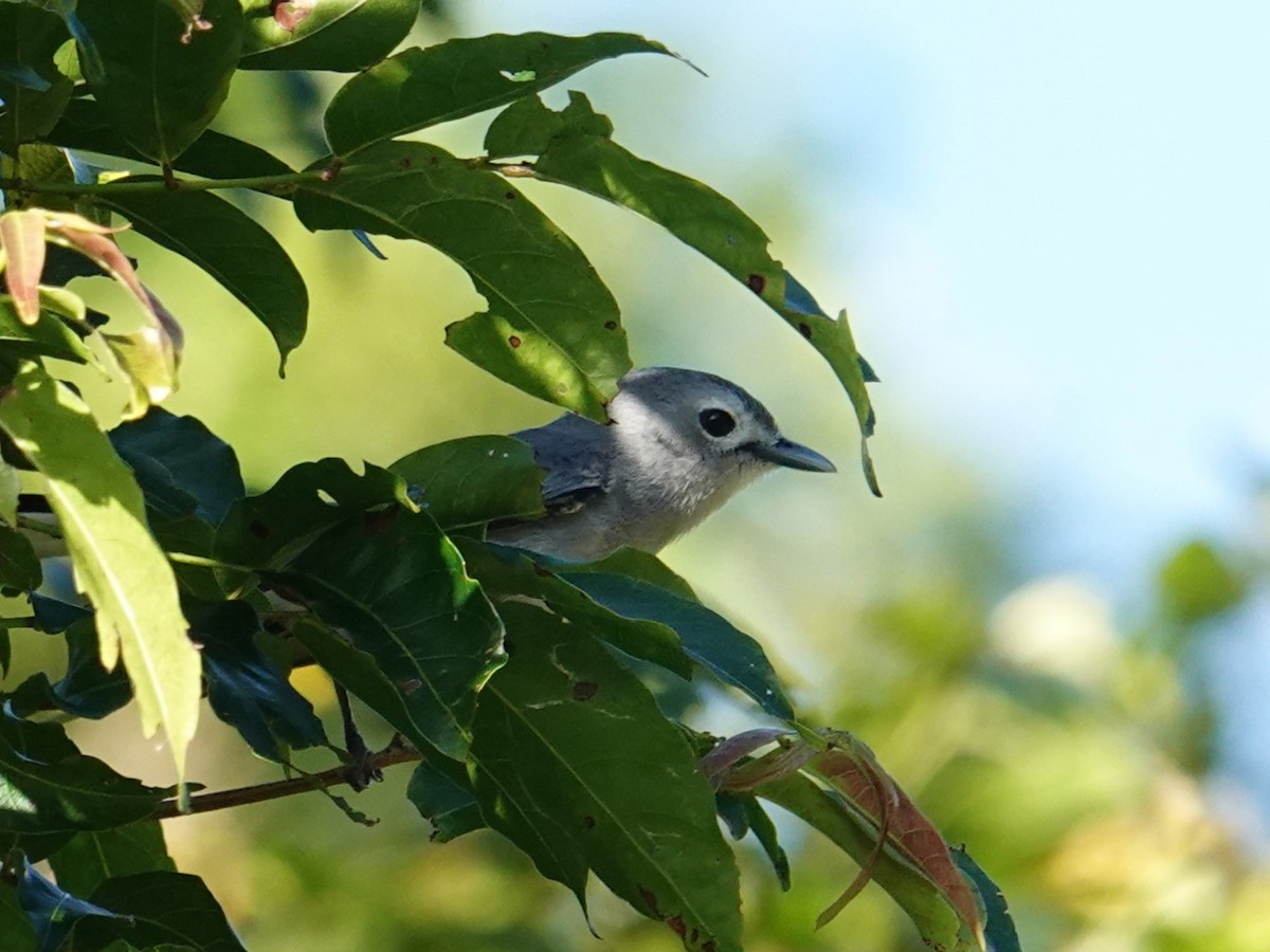 Slaty Monarch - ML622687266