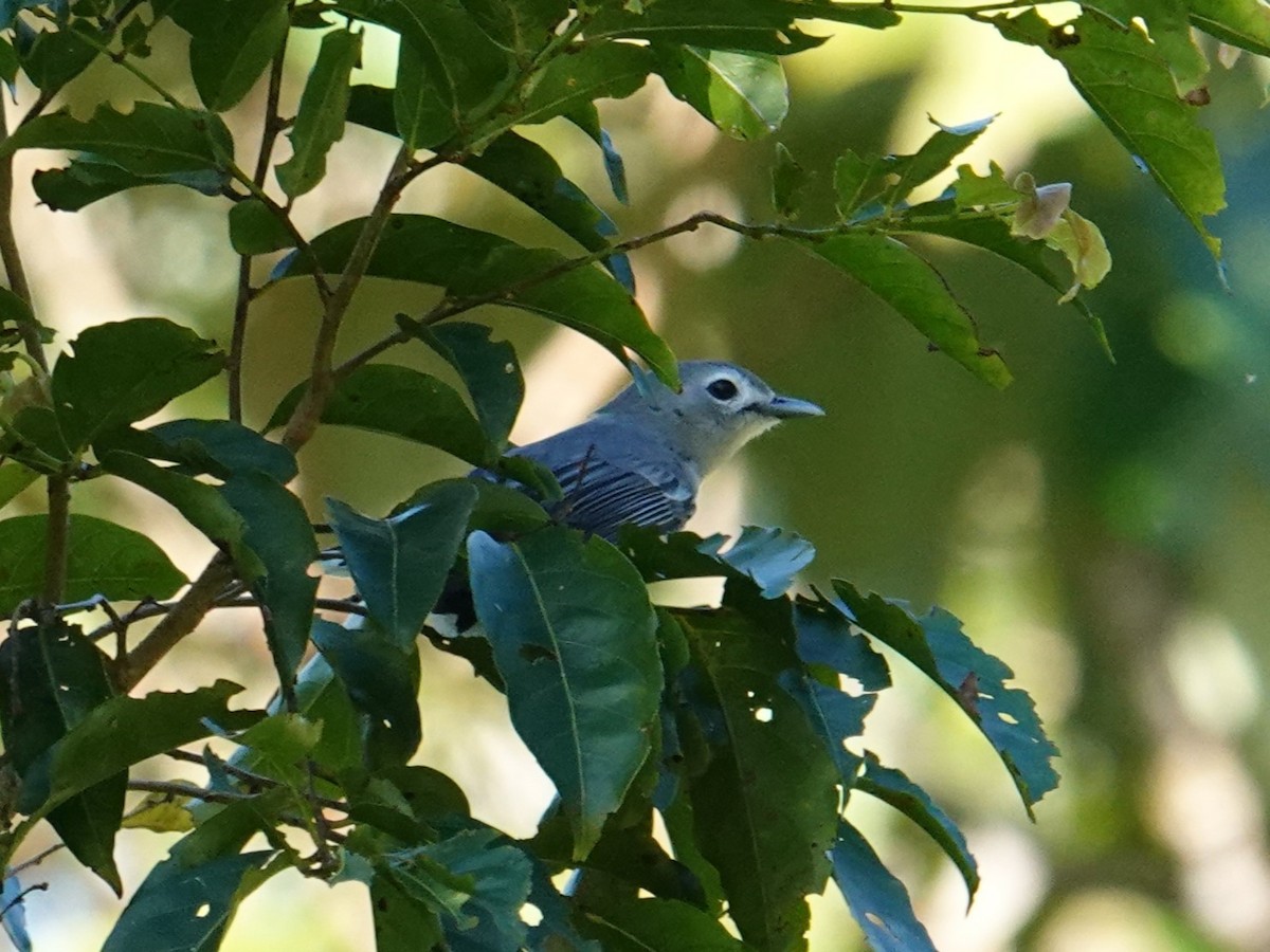 Slaty Monarch - ML622687269