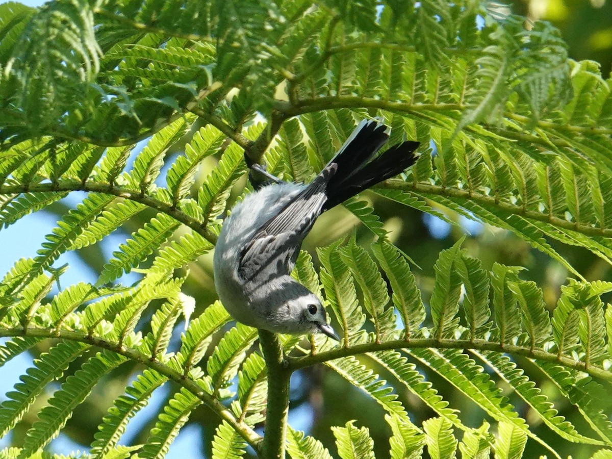 Slaty Monarch - ML622687270