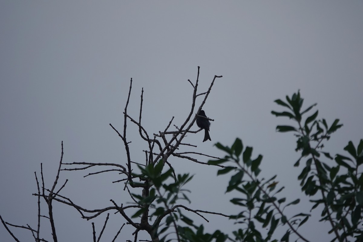 Fork-tailed Drongo - ML622687442