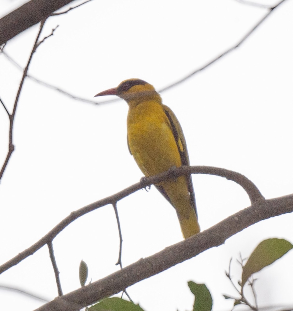 Slender-billed Oriole - ML622687453