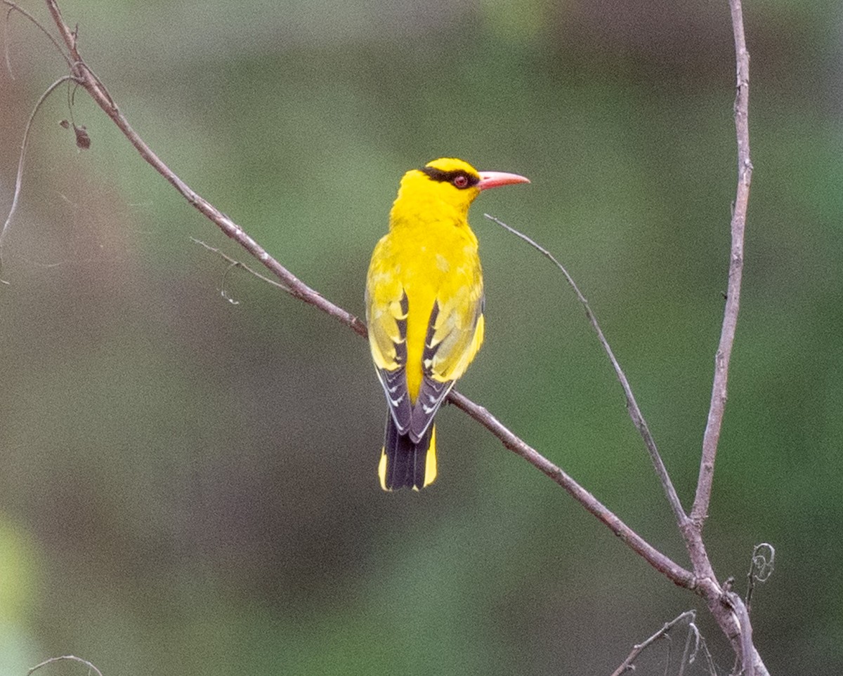 Slender-billed Oriole - ML622687454