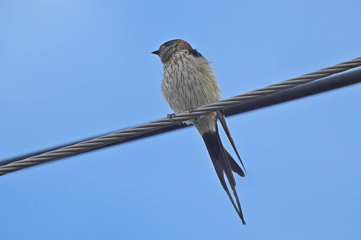 Striated Swallow - Chi-Lien (綺蓮) Hsueh (薛)