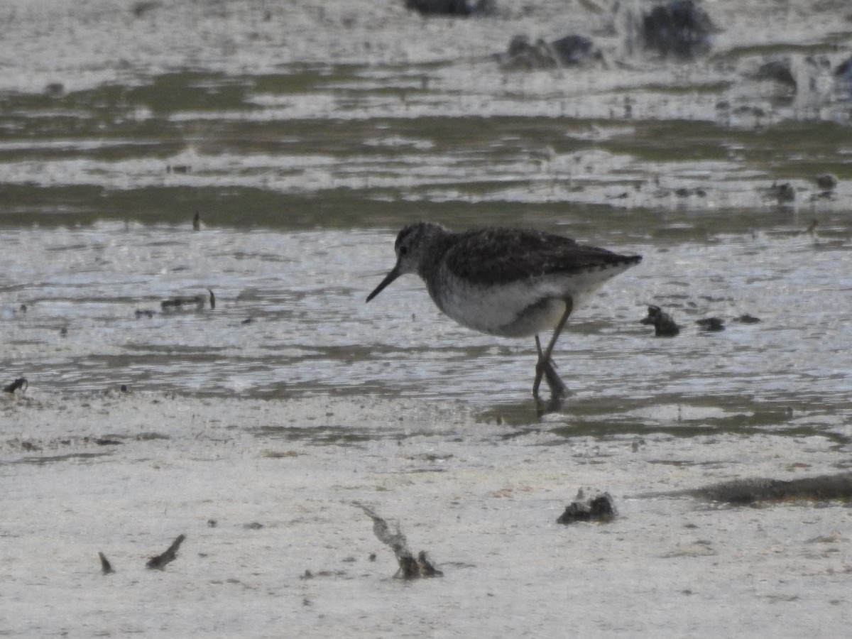 Wood Sandpiper - Mohammad Fallah