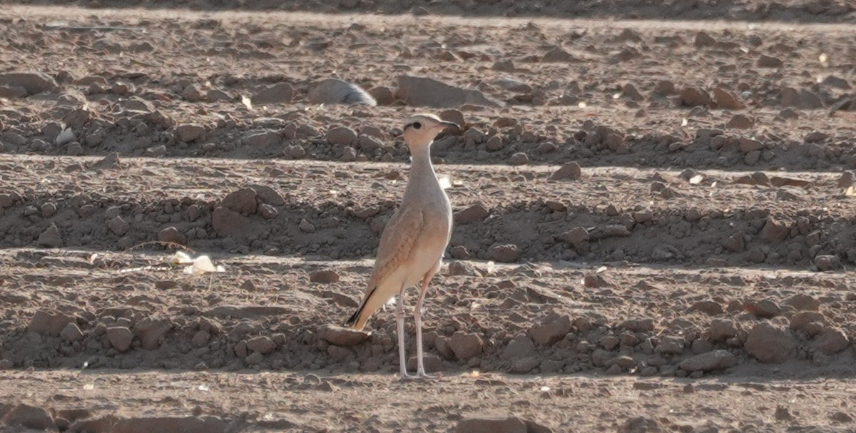 Cream-colored Courser - Igal Milchtaich