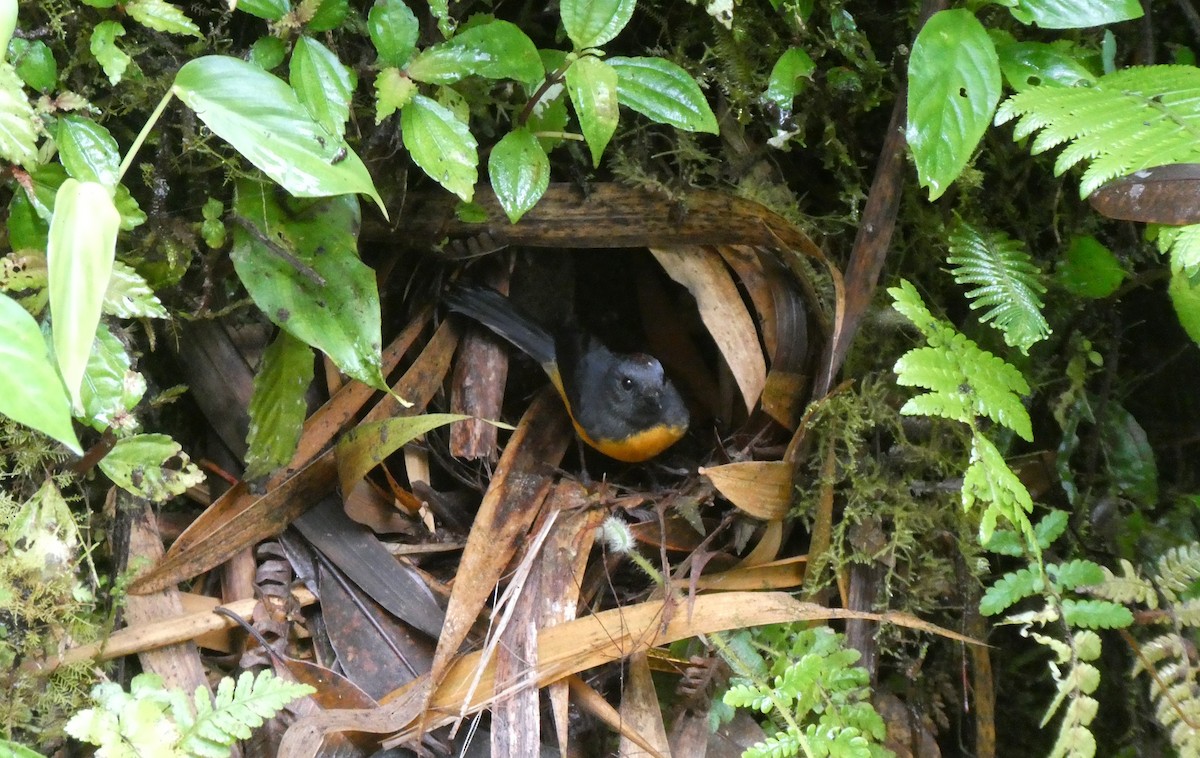 Slate-throated Redstart - Karin Rudolf von Rohr