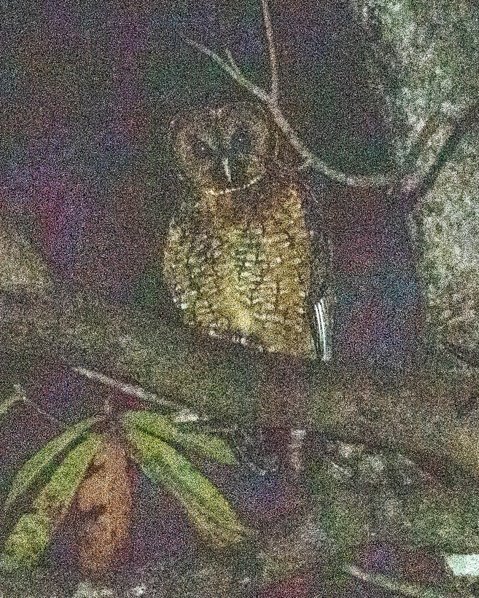 Himalayan Owl - ML622687536