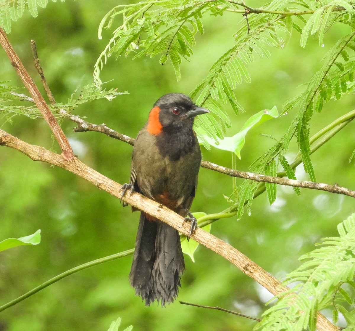 Rufous-necked Laughingthrush - Deu Bahadur Rana