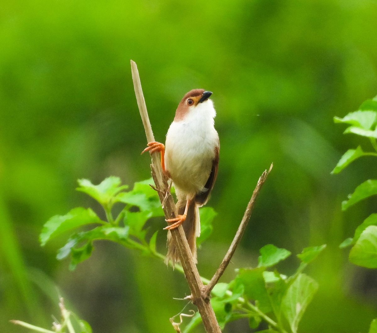 Yellow-eyed Babbler - ML622687570