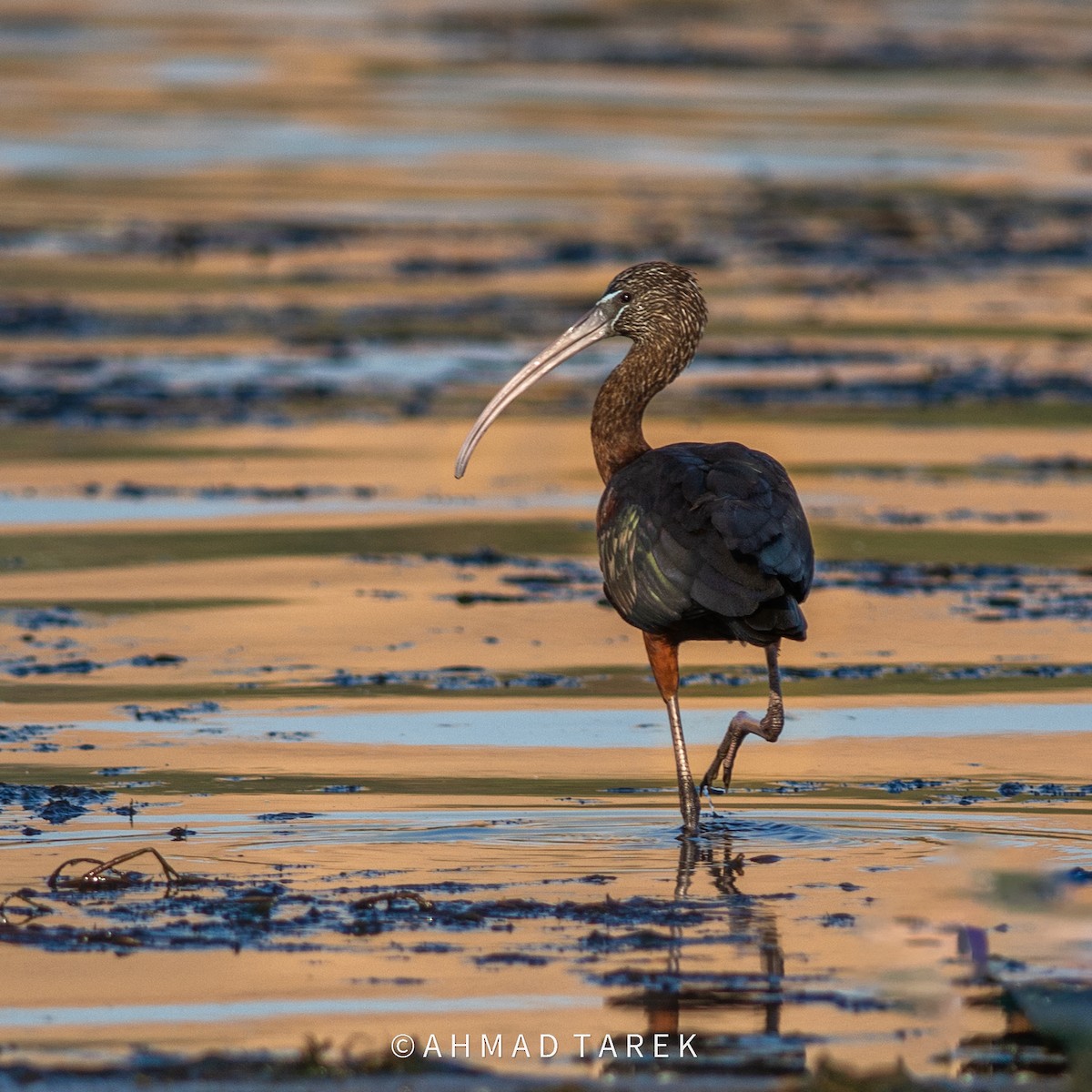 ibis hnědý - ML622687608