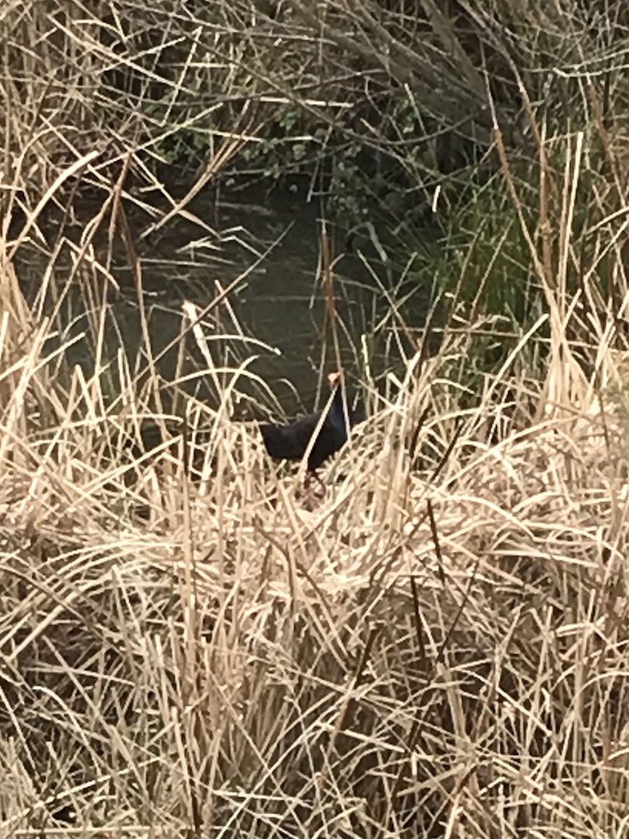 Australasian Swamphen - ML622687620