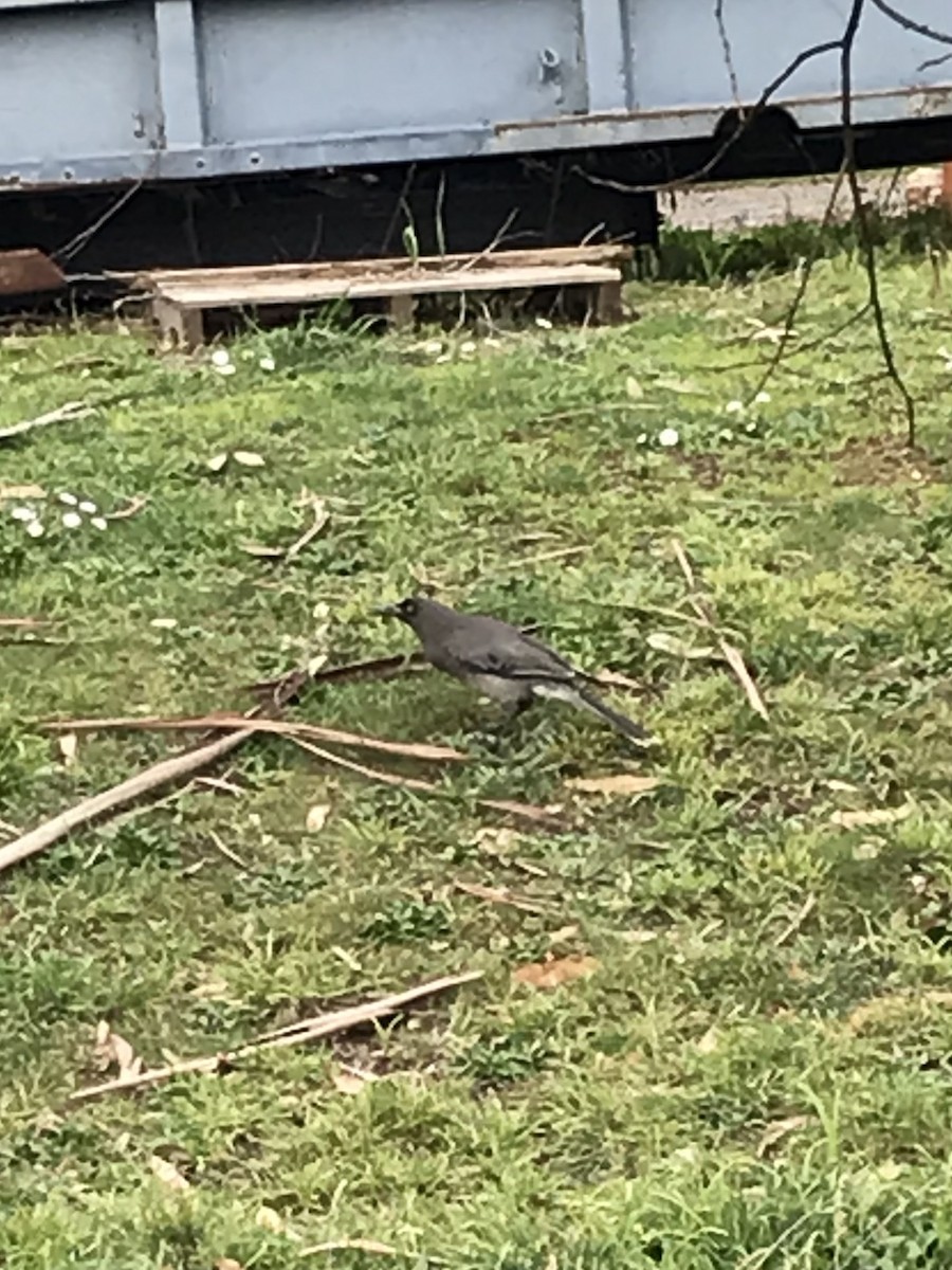 Gray Currawong - ML622687626