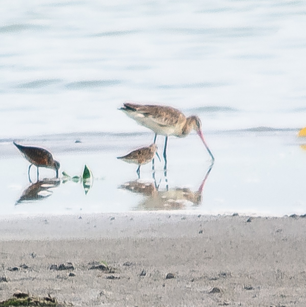 Black-tailed Godwit - ML622687647