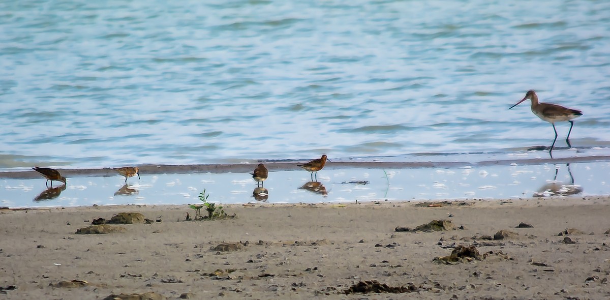 Black-tailed Godwit - ML622687652