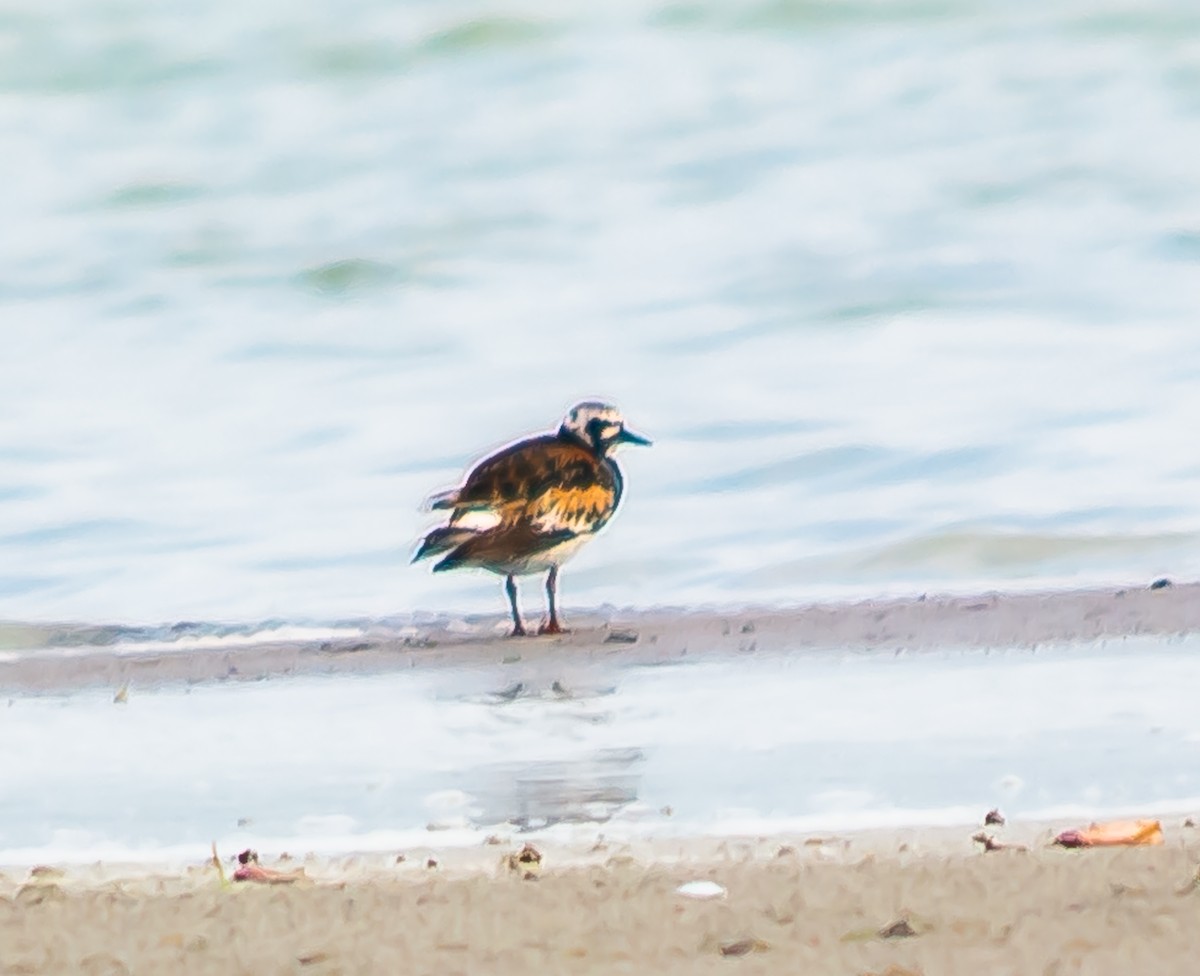 Ruddy Turnstone - ML622687655