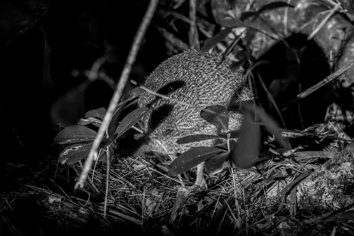 Little Spotted Kiwi - ML622687664