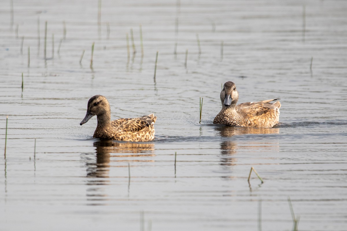 Gadwall - ML622687672