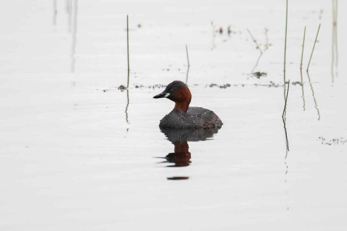 Little Grebe - ML622687682