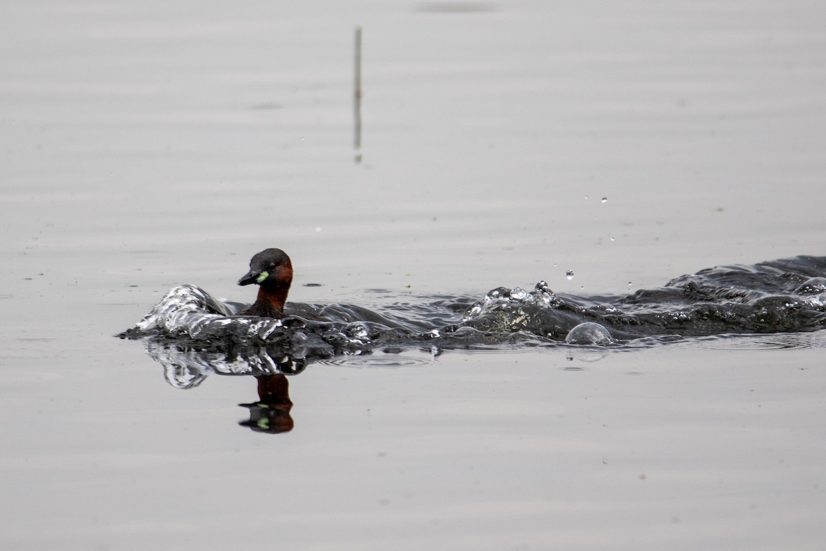 Little Grebe - ML622687683