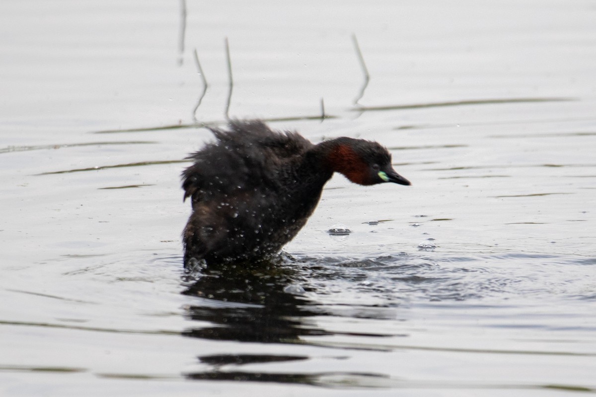 Little Grebe - ML622687684