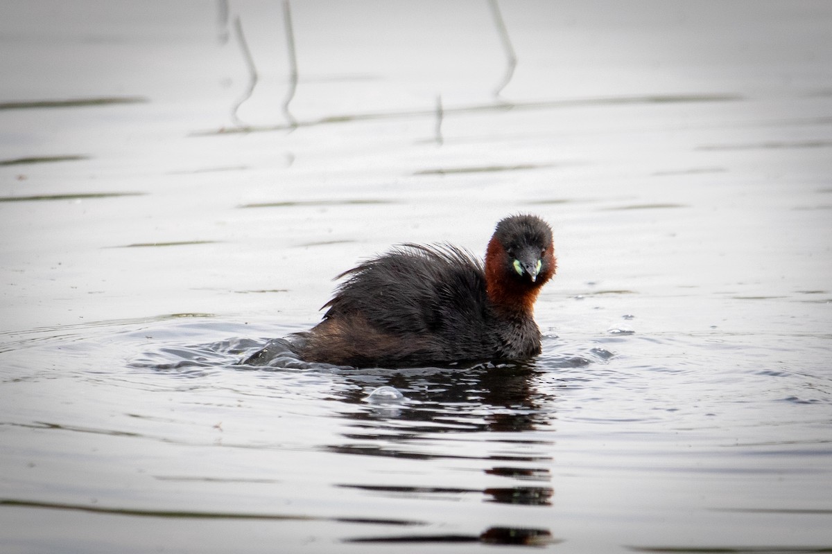 Little Grebe - ML622687685