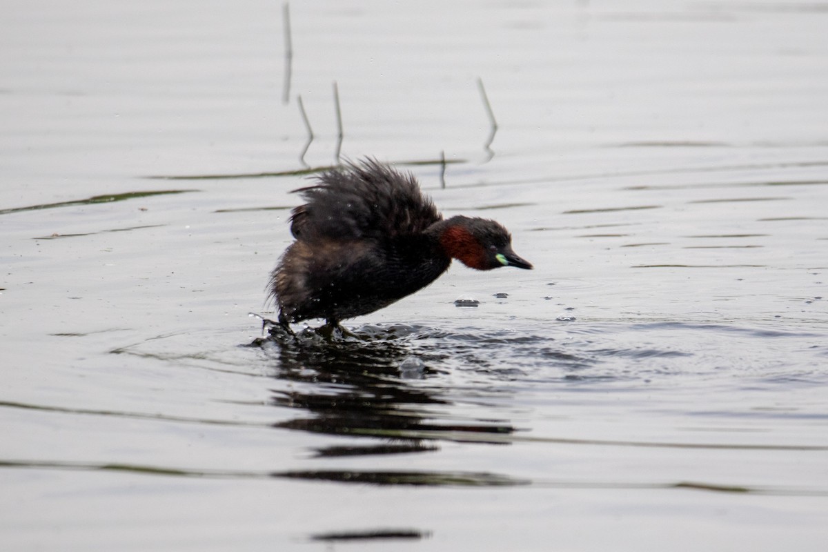Little Grebe - ML622687686