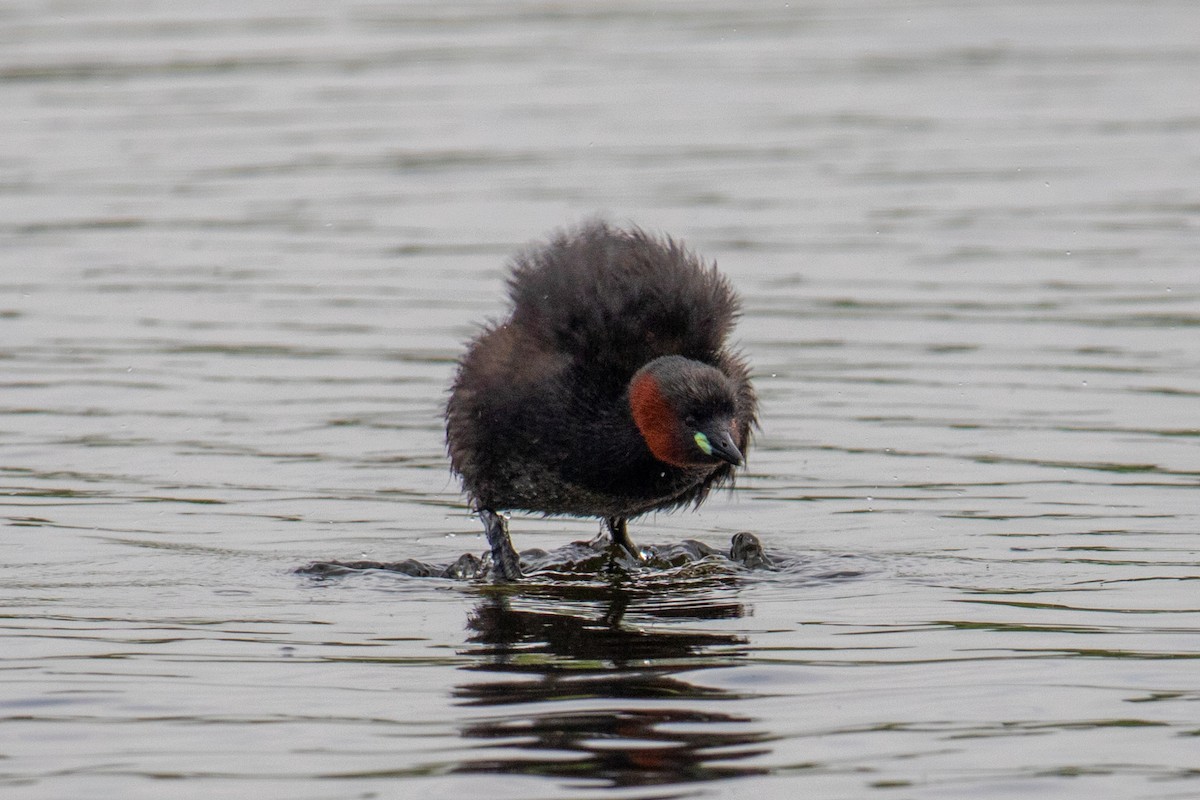 Little Grebe - ML622687687