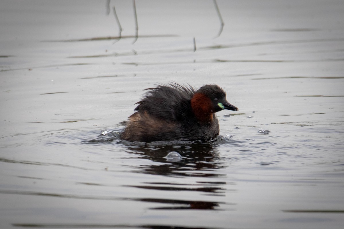 Little Grebe - ML622687688