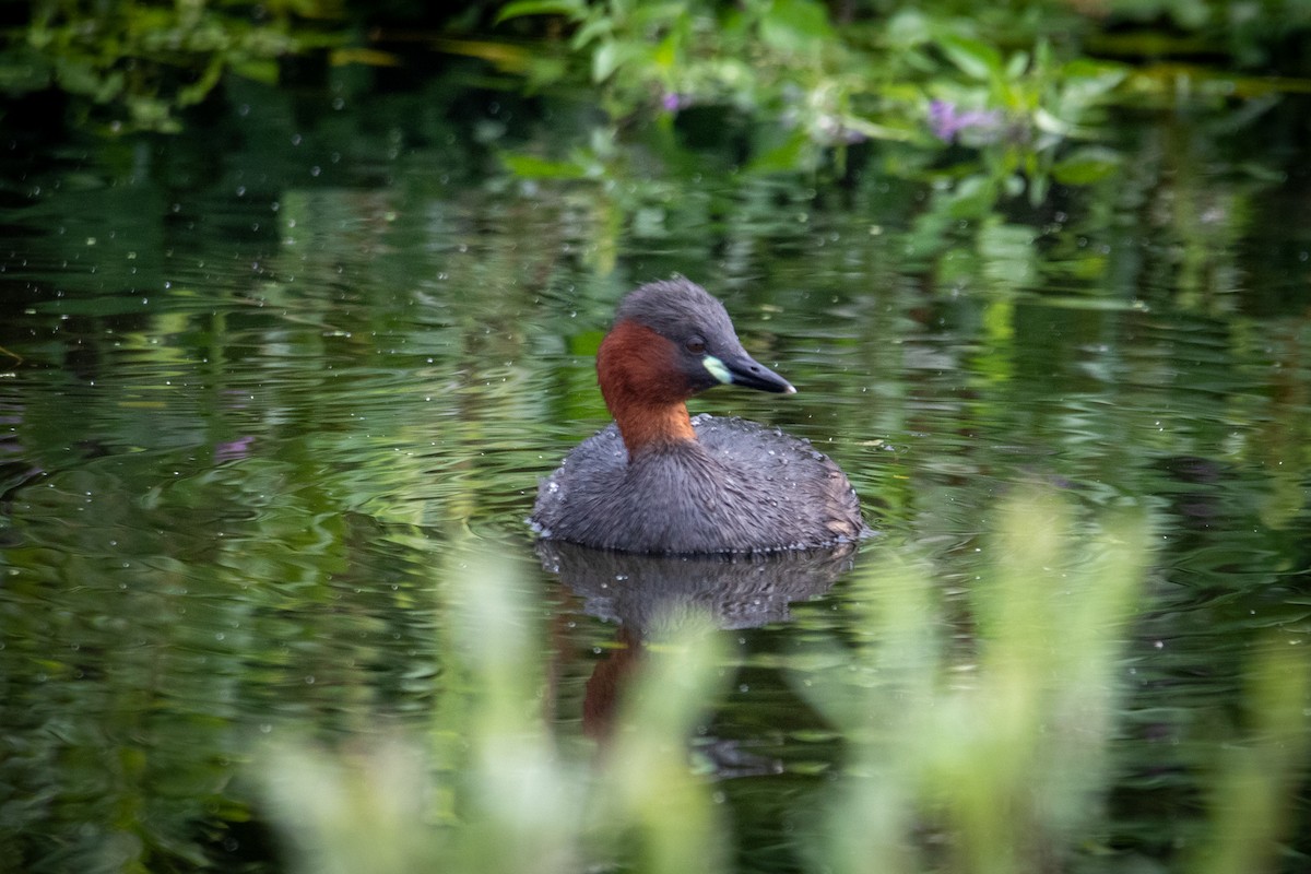 Little Grebe - ML622687689