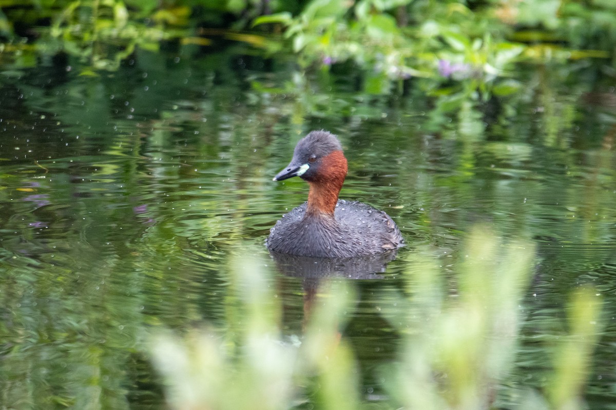 Little Grebe - ML622687690