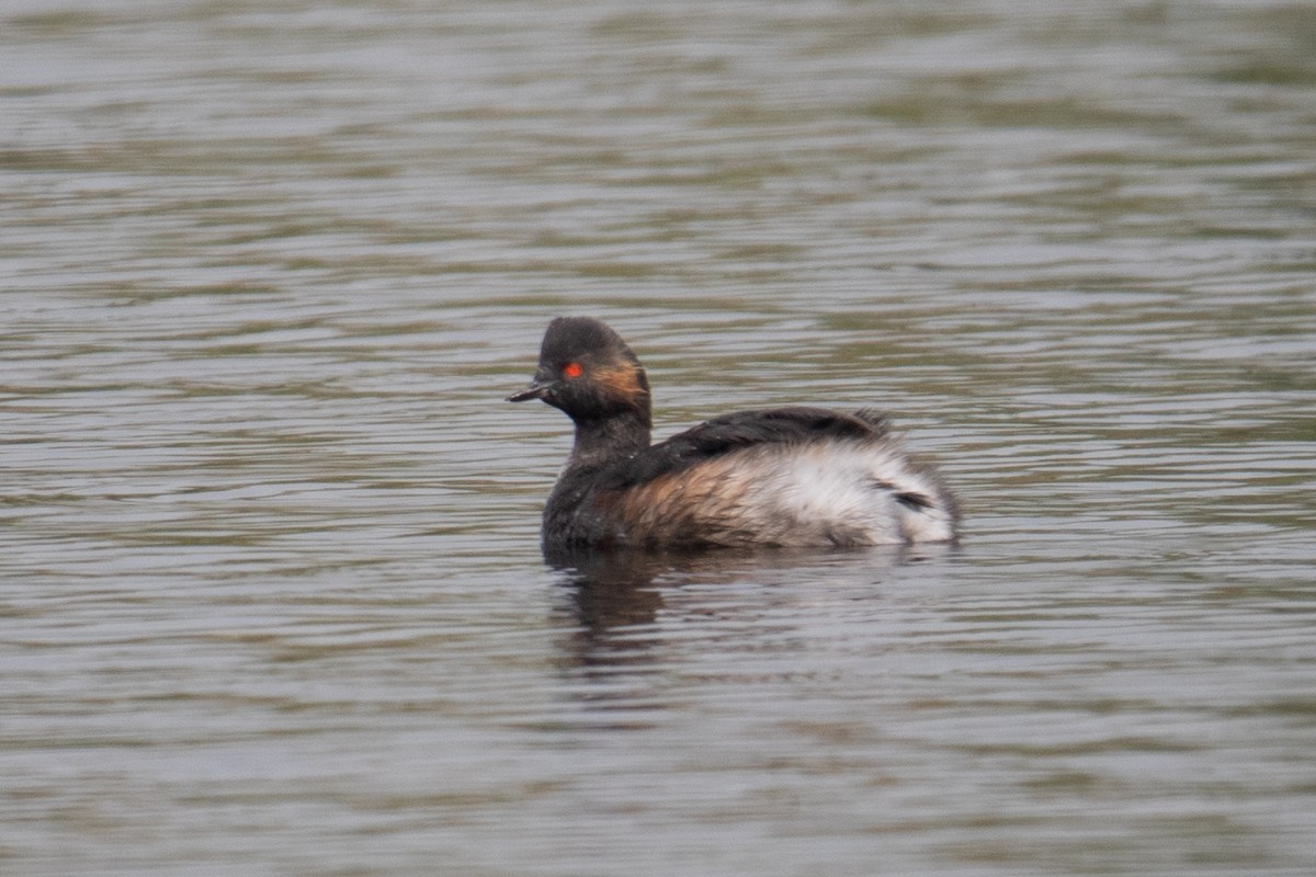 Eared Grebe - ML622687697