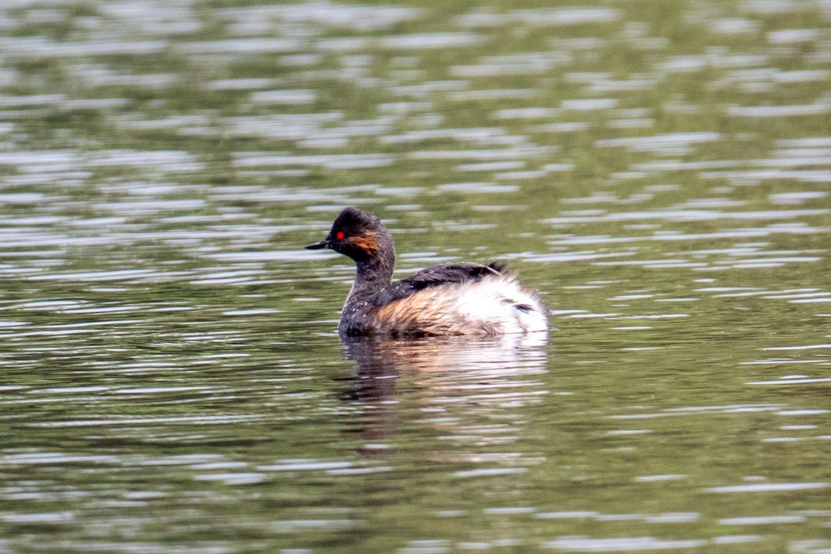 Eared Grebe - ML622687698
