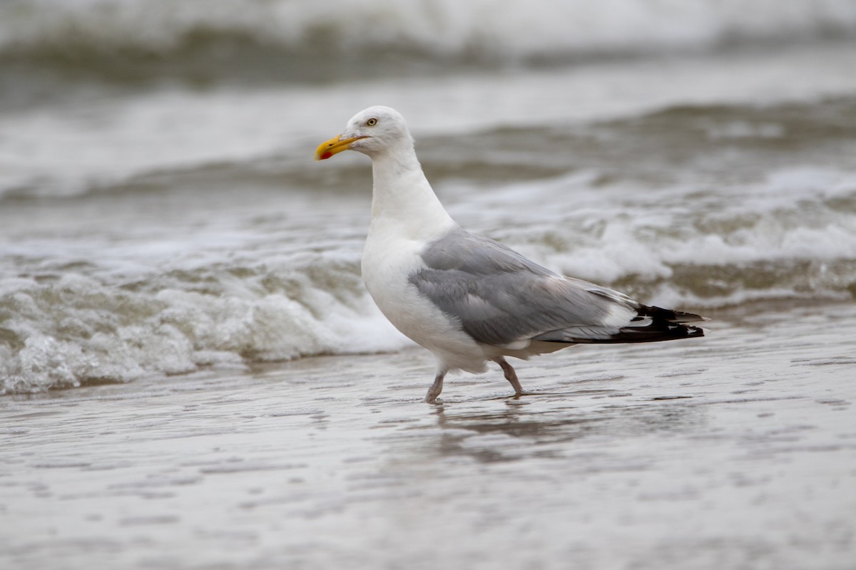 European Herring Gull - ML622687702
