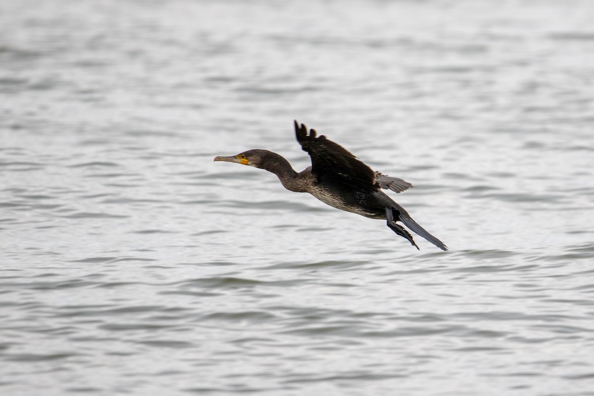 Great Cormorant - ML622687712