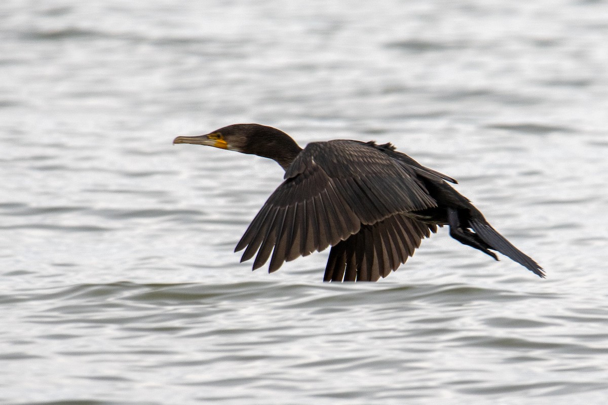 Great Cormorant - ML622687713