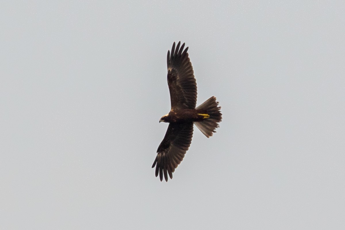 Western Marsh Harrier - ML622687716