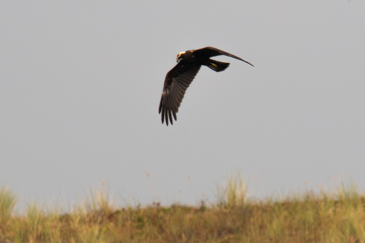 Western Marsh Harrier - ML622687718