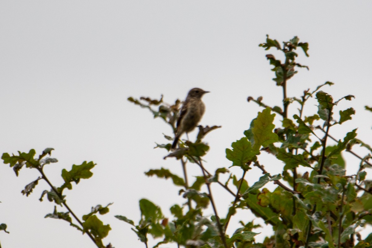 European Stonechat - ML622687731