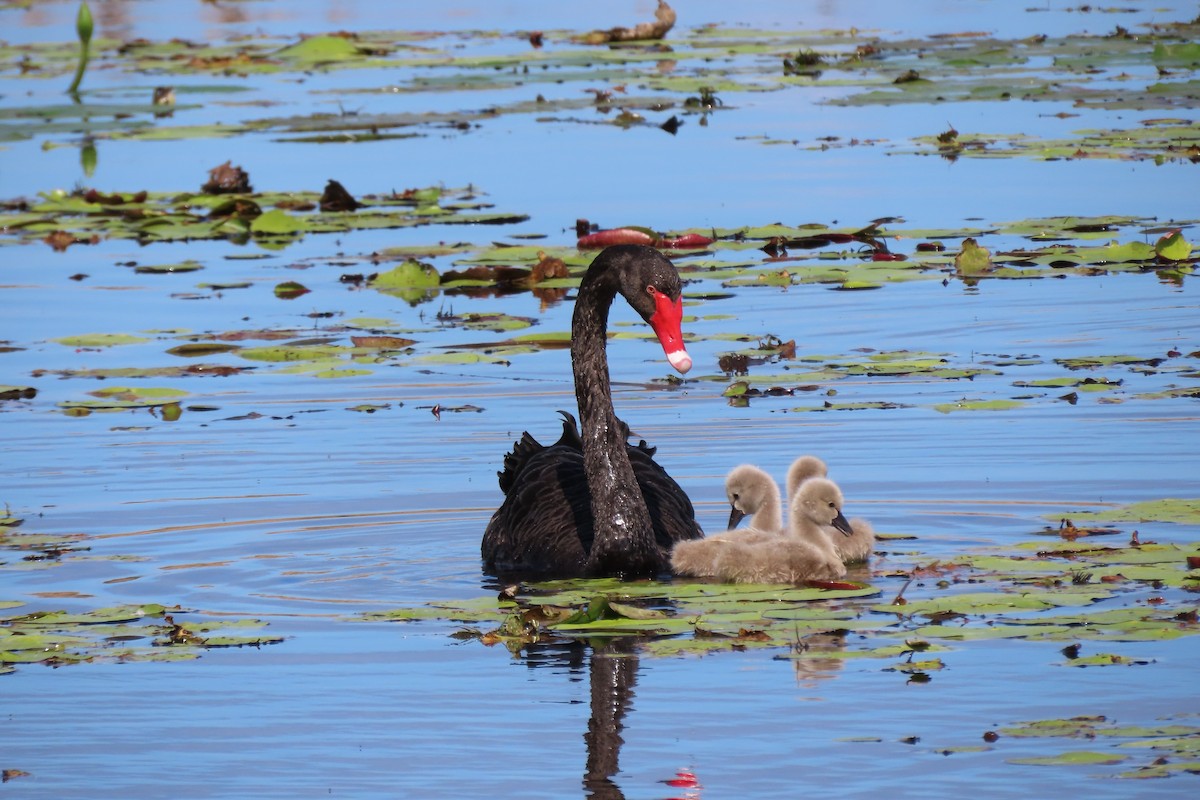 Black Swan - ML622687742