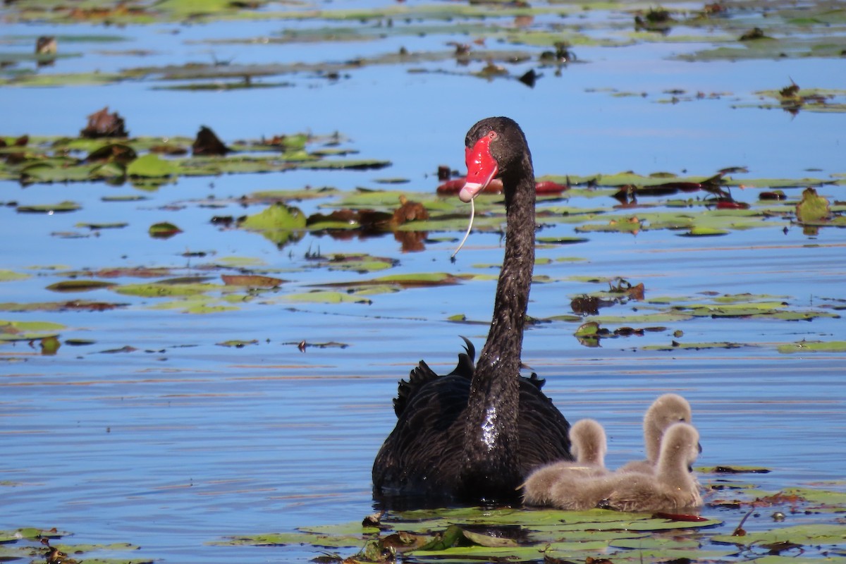 Black Swan - Wendy Shanley