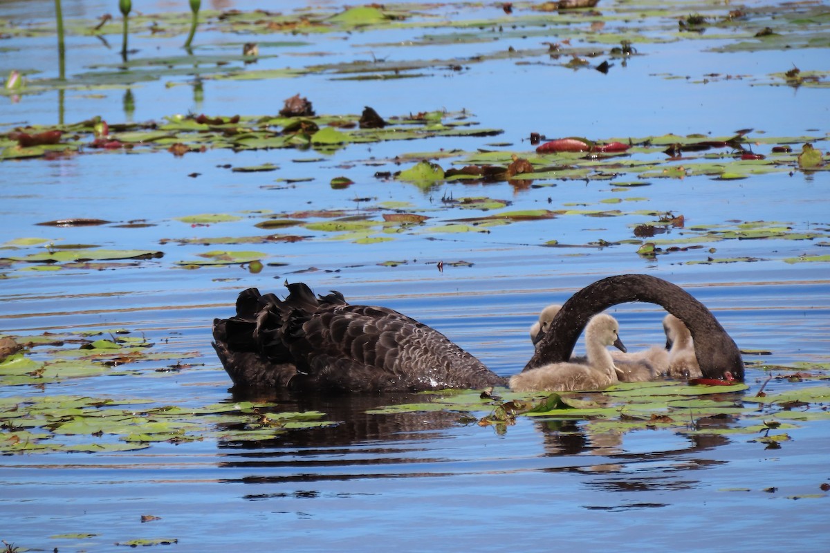 Black Swan - ML622687751