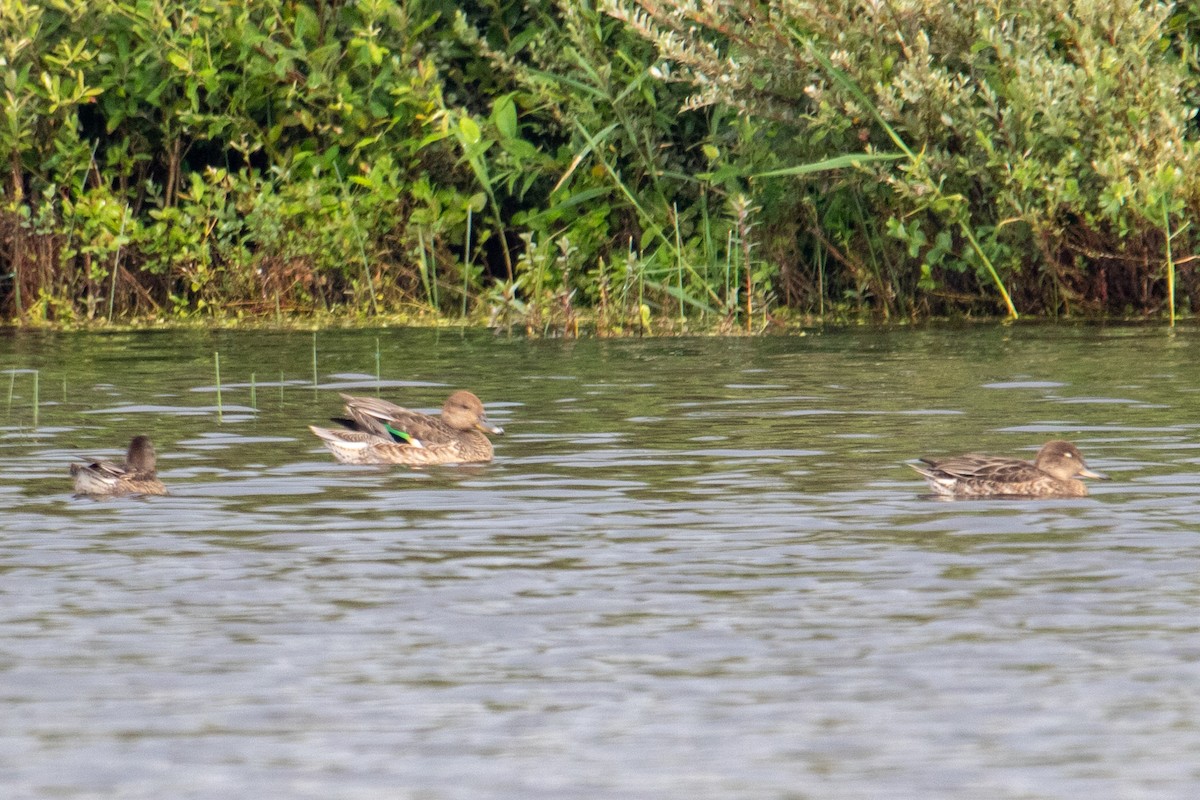 Green-winged Teal - ML622687752