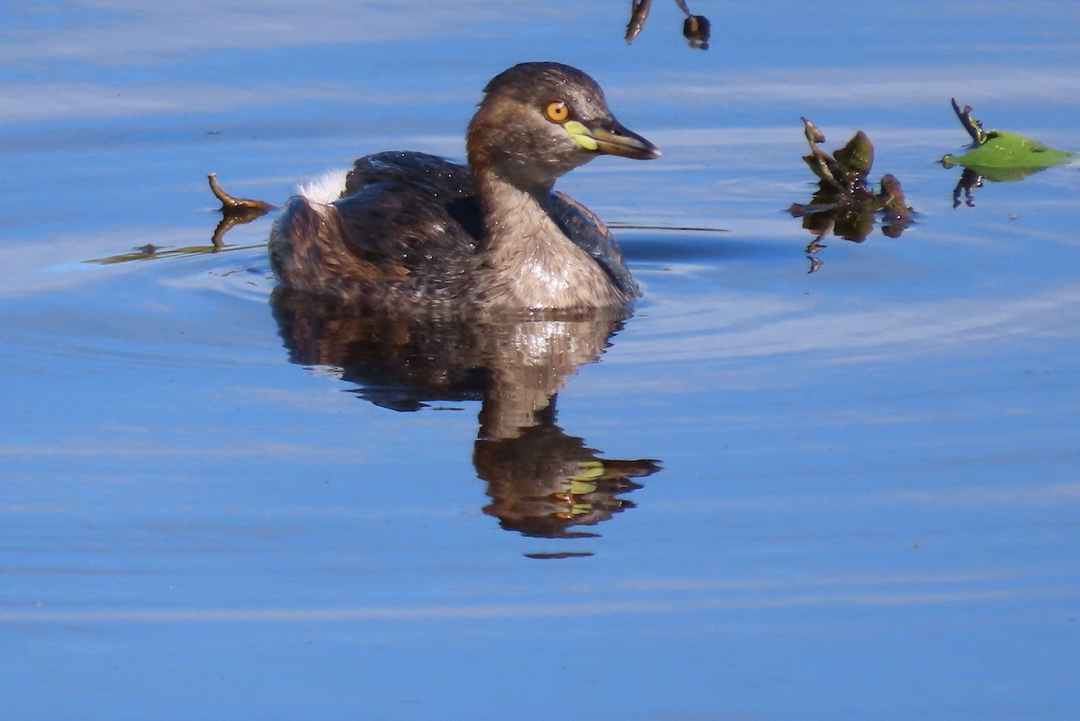 Australasian Grebe - ML622687753