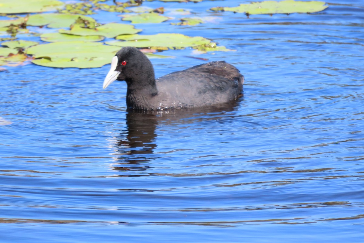 Eurasian Coot - ML622687757