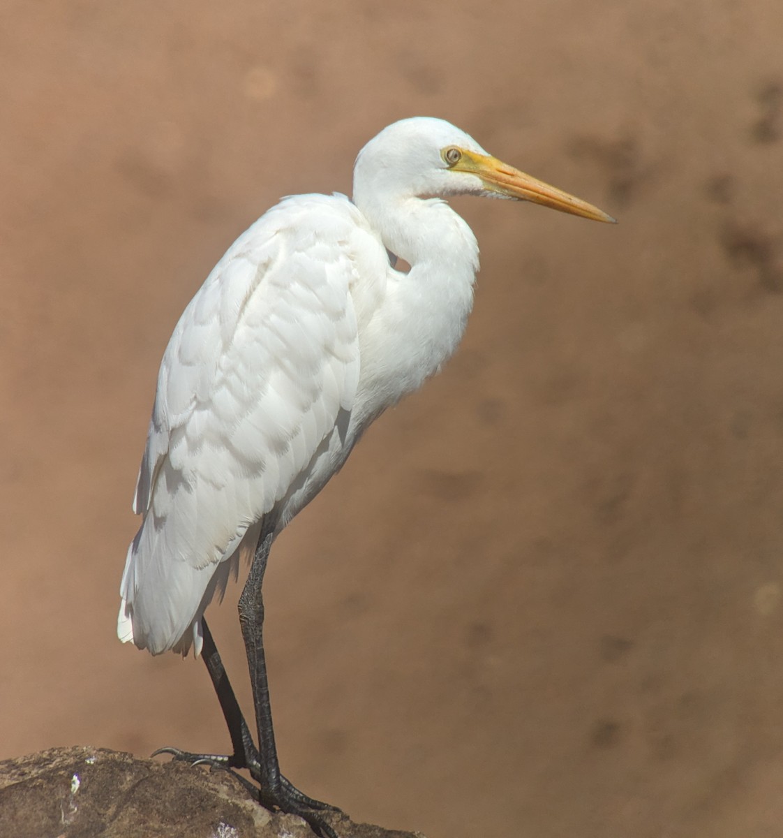 Plumed Egret - ML622687807