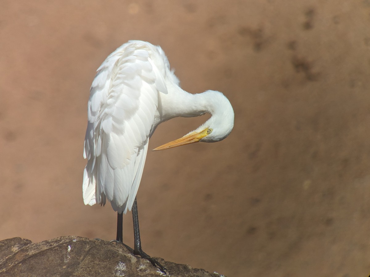 Plumed Egret - ML622687808