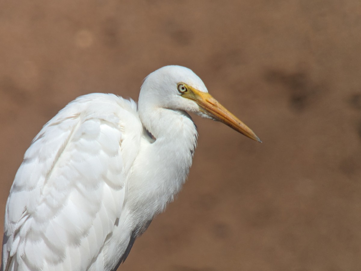 Plumed Egret - ML622687809